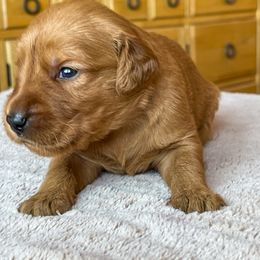 River - Golden male Golden Retriever puppy in Wellington, Colorado from High Country Golden Retrievers