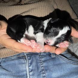 Boy 2 - male Bordoodle puppy in Shelton, Washington from Prophecy Kennels
