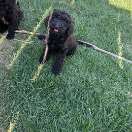 2 - Black male Poodle puppy in Severance, Colorado from Cox's Poodle Pups