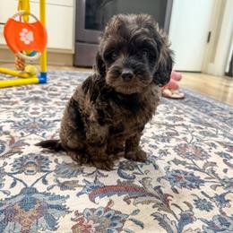 Kipp - Merle male Cockapoo puppy in Beresford, South Dakota from DAKOTA DOOD RANCH