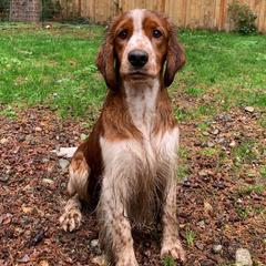 Welsh Springer Spaniels from Luna Park Kennels