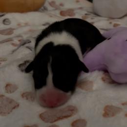 AKC RHT 3 Purple - Black and tan female Pembroke Welsh Corgi puppy in Summerfield, Florida from Promise Land Farm