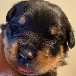 Hearsh - Black and mahogany male Rottweiler puppy in Hillsville, Pennsylvania from German Select Rottweilers