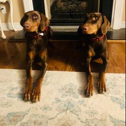 Doberman Pinscher All Grown Up from Dobermans Ni Thala