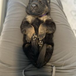 Purple-Thriller - Black and tan female German Shepherd puppy in Medical Lake, Washington from Nine Realms German Shepherds