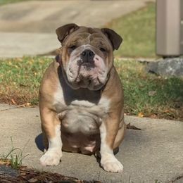Meleia - Bulldog