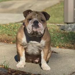 Meleia - Bulldog
