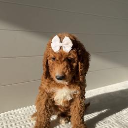 Assorted Doodle Crosses, Goldendoodle, Labradoodle, and Poodle Puppies from Ruff Country Doodles