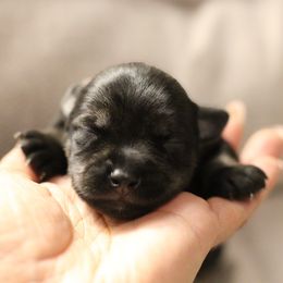 Boy 5 - Salt and pepper male Miniature Schnauzer puppy in Yucaipa, California from Mt. View's Pretty Little Schnauzers