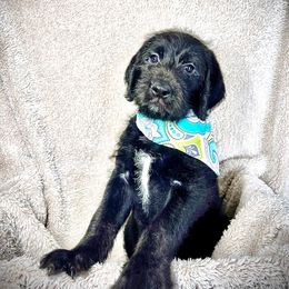 Labradoodle, Labrador Retriever, and Poodle Puppies from L & R Kennel