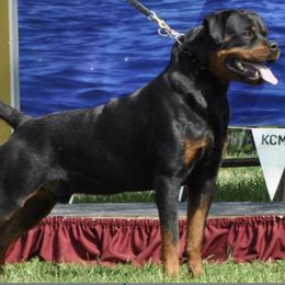 Rottweiler puppies from Louisov Kennel