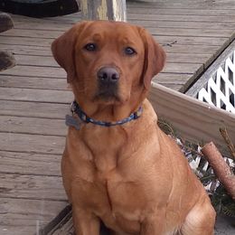 Sunshine - Labrador Retriever