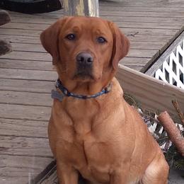 Sunshine - Labrador Retriever
