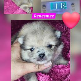 Renesmee - Red sable female Pomeranian puppy in Laredo, Texas from SASH Poms