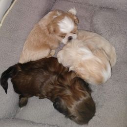 Shih Tzu Puppies from Ashkay Shiht-zus