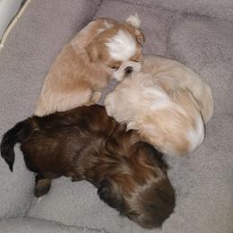 Shih Tzu Puppies from Ashkay Shiht-zus