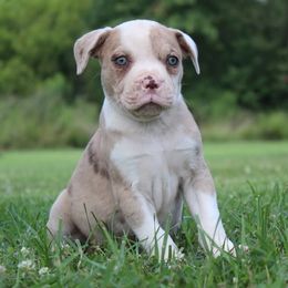 Elijah - male Alapaha Blue Blood Bulldog puppy in Grafton, Ohio from Eclipse Alapaha Kennels