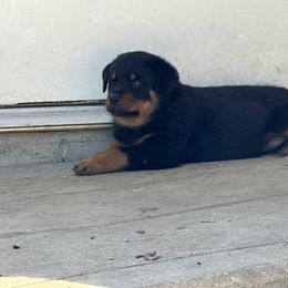 Rottweiler Puppies from Cross Creek Rottweilers