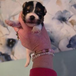 Baby Leela - Black & tan tri-color female Morkie puppy in West Enfield, Maine from GRIFFEY'S SPA AND KENNEL