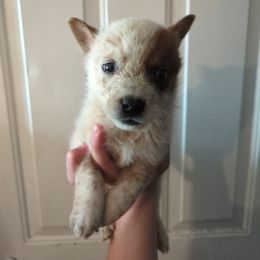 Soup - Red speckled male Australian Cattle Dog puppy in Mena, Arkansas from Red Desert Australian Cattle Dogs