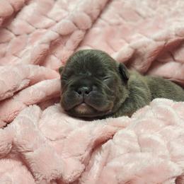 French Bulldog Puppies from Honey Hole Frenchies