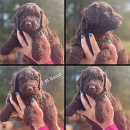 Tuesday - Bernedoodle puppy from P3 Kennel
