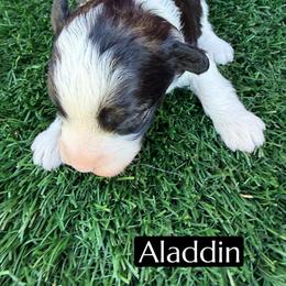 Aladdin - Black and white male Aussiedoodle puppy in Bakersfield, California from Annie's Aussies