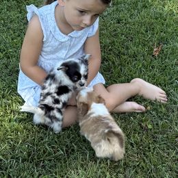 Chihuahua All Grown Up from Funnyface Frenchies & Long Haired Chihuahuas