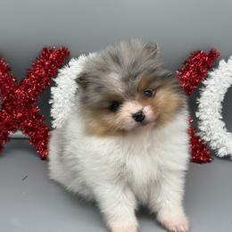 Ron - Blue merle male Pomeranian puppy in Newark, Ohio from Keeperofstars Pomeranians