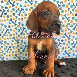 Pink Collar - Red female Redbone Coonhound puppy in Mount Pleasant, Texas from Harmons Hounds