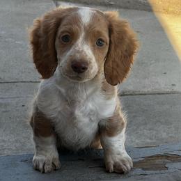 Summer - Red female Dachshund puppy in Highland, California from BAES Teufelshunde