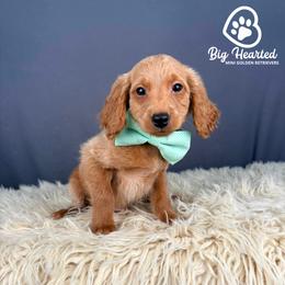 Rocket - Cream male Goldendoodle puppy in Utah County, Utah from Big Hearted Breeders
