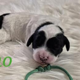 Uno - Parti male Labradoodle puppy in Sussex, Wisconsin from Dancing Doodles