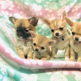 Chihuahua Puppies from Bravo Chihuahuas