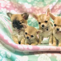 Chihuahua Puppies from Bravo Chihuahuas