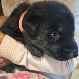 Pink Girl - Black and red female German Shepherd puppy in Rolesville, North Carolina from Ransomshire Shepherds