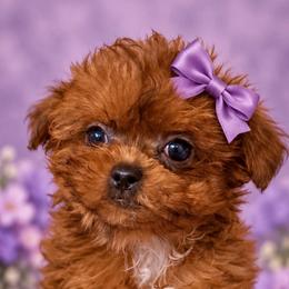 Lily - Brown female Maltipoo puppy in Concord, California from Puppy Boutique