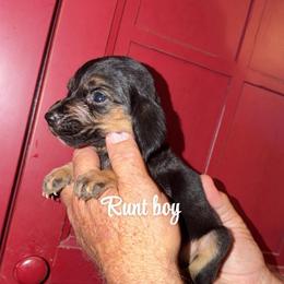 Rocko - Black and tan male Bloodhound puppy in Conway, Missouri from Ozark Mountain Kennel