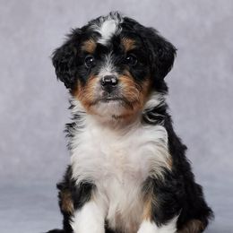 Bernedoodles, Cavalier King Charles Spaniels, Cavapoos, and Poodles from Grandeur Valley Puppies