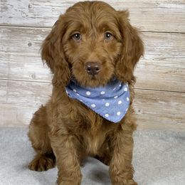 Milo - Chocolate male Goldendoodle puppy in Millersburg, Ohio from Ohio Puppy Paws
