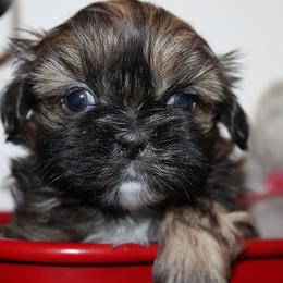 Boy 1 - Red male Shih Tzu puppy in Craig, Colorado from Rocky Mountain Shih Tzus and Dry Creek Miniature Dachshunds