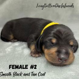 Female 2 - Black and tan female Dachshund puppy in Birmingham, Alabama from LongBottomDachshunds