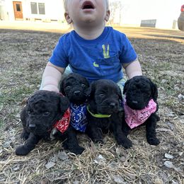 Cockapoo and Havapoo Puppies from Hofer Pups