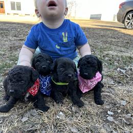 Cockapoo and Havapoo Puppies from Hofer Pups