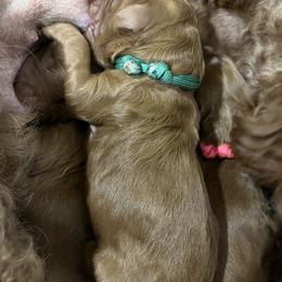 Boy 2 - Goldendoodle puppy in Windsor, Colorado from Front Range Family Doodles