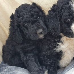 Bernedoodle Puppies from Beach Bernedoodles