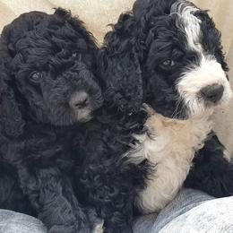 Bernedoodle Puppies from Beach Bernedoodles