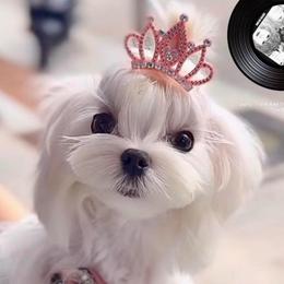 Sylvie - Maltese