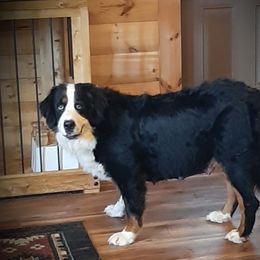 Alpine - Bernese Mountain Dog
