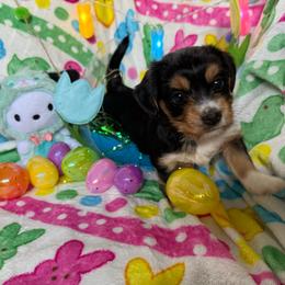 Peep 1 - Black & tan tri-color male Morkie puppy in Lawrenceville, Georgia from Georgias Finest Puppies